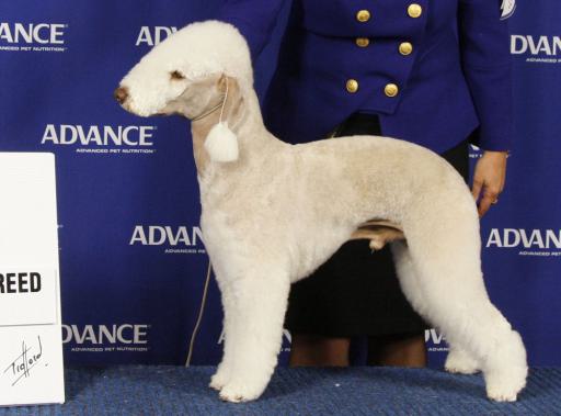 Lithe Dog Dogdom
