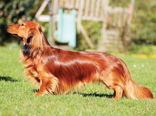 Dogdom