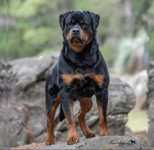 Spectral Rottweiler Dogdom