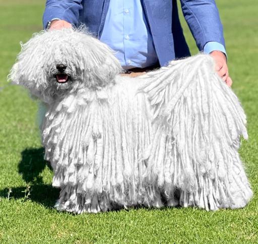 RASTAZ ARCTIC PRINCESS - Dogdom