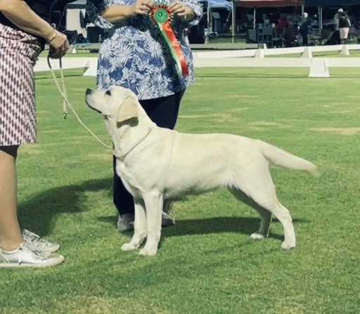 Dogdom